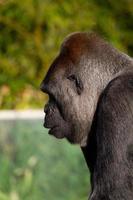 gorila espalda plateada macho foto