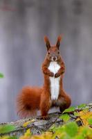 Red squirrel posing photo