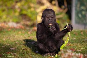 bebé gorila espalda plateada foto