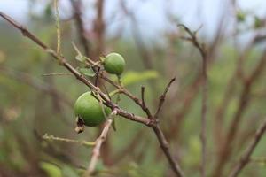 focus selection of guava fruit photo