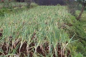 sapling of garlic in the garden photo