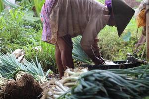 The loncang farmer is carrying out an activity to clean the soil from the sapling roots photo