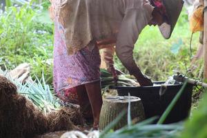 The loncang farmer is carrying out an activity to clean the soil from the sapling roots photo