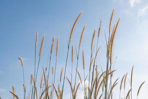 reed flower in the bright blue sky, Phragmites australis. photo