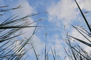 reed flower in the bright blue sky, Phragmites australis. bottom view photo
