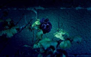 Dark vintage rose photo