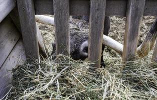 Wild ox on a farm photo
