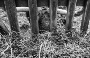 Wild ox on a farm photo