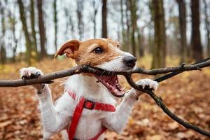 Dog play with a branch in autumn forest photo