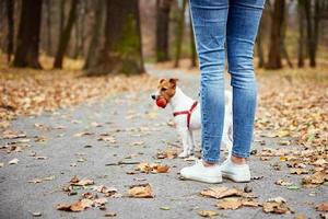 Dog walking in autumn park with his owner photo