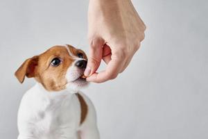 Female hand feeds dog with dry food photo