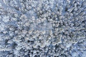 Beautiful winter forest with snowy trees, aerial view photo