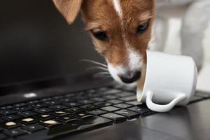 Dog spilled coffee on the computer laptop keyboard. Damage property from pet photo