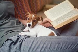 Woman relaxing on sofa reading book with a jack russel puppy dog. Home leisure photo