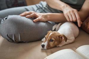 Woman sitting on sofa with her puppy jack russel terrier dog and work at laptop photo