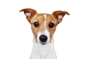 Dog portrait at white background photo