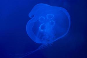 Jellyfish swims under water in aquarium photo