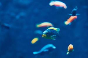 Sea fishes in the deep aquarium, sea life photo