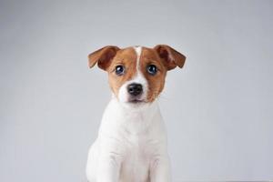 Jack russel terrier cachorro de perro en el fondo gris foto