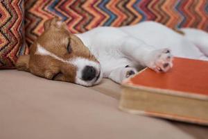 Sleeping jack russel terrier puppy dog on the sofa, close up photo