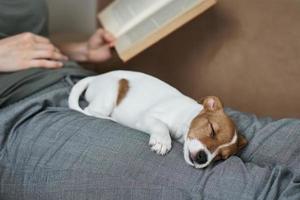 Woman relaxing on the sofa reading book with jack russel puppy dog photo