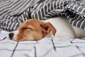 Sleeping Jack Russell terrier dog under blanket in the bed photo