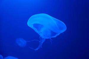 Jellyfish swims under water in aquarium photo