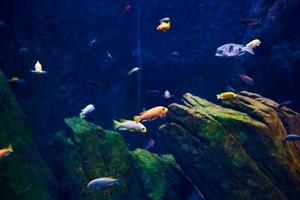 Sea fishes in the deep aquarium, sea life photo