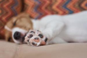 Sleeping jack russel terrier puppy dog on the sofa, focus on paw photo