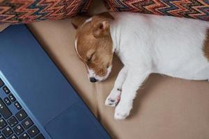 Tired sleeping Jack Russel terrier dog near laptop on the sofa. photo