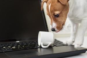 Dog spilled coffee on the computer laptop keyboard. Damage property from pet photo