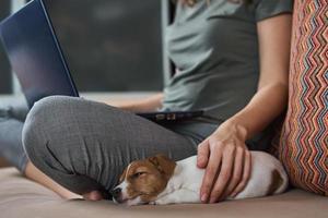 Woman sitting on sofa with her puppy jack russel terrier dog and work at laptop photo