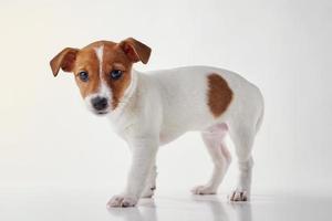 Jack Russel terrier puppy dog on the white background photo