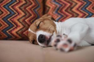 Sleeping jack russel terrier puppy dog on the sofa, close up photo