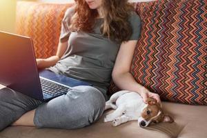 Woman sitting on sofa with her puppy jack russel terrier dog and work at laptop photo