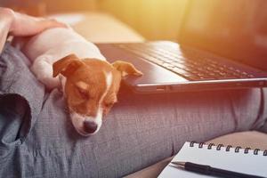 Woman write plans in the notebook with her jack rusel terrier puppy dog photo