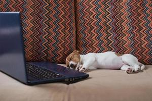 Tired sleeping Jack Russel terrier dog near laptop on the sofa. photo