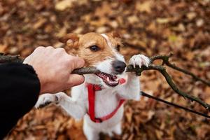 Dog play with a branch in autumn forest photo
