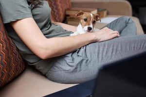 Woman working on laptop computer and jack russel terrier puppy dog on the sofa photo