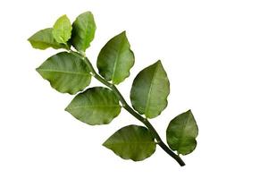Fresh green leaves on white background photo