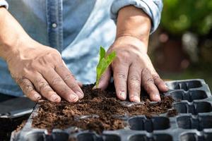 Gardener woman plant a tree with peat moss organic matter improve soil for agriculture organic plant growing, ecology concept. photo