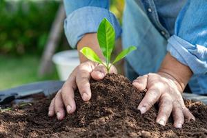 la mujer jardinera planta un árbol con materia orgánica de musgo de turba mejora el suelo para la agricultura cultivo de plantas orgánicas, concepto de ecología. foto