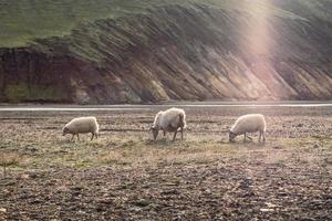 cabras de cachemira pastando en pastos secos paisaje foto