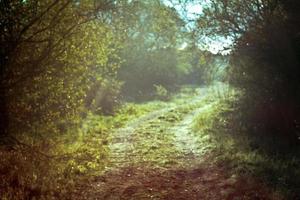 Magical walking path in forest landscape photo