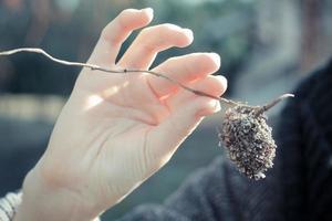 Close up lady hand holding dried plant concept photo
