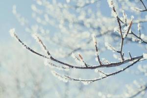 Close up frosted tree branches concept photo