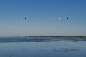 Pelicans flying over gulf landscape photo