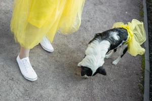 Woman and her pet scenic photography photo