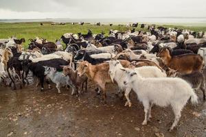 Domestic goats of different colours landscape photo