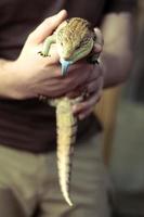 Close up domestic lizard concept photo